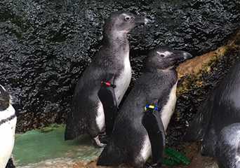 ペンギン