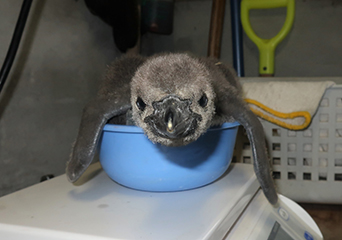 ペンギン