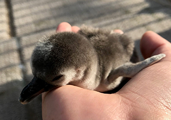ペンギン