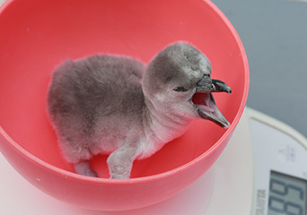 ペンギン