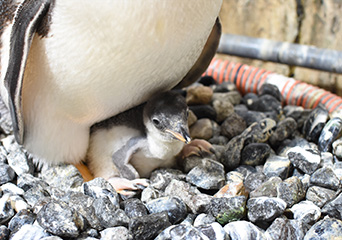 ペンギン