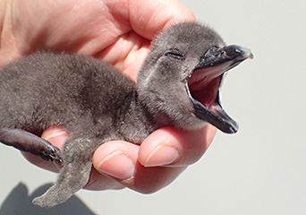 ペンギン