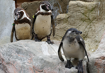 ペンギン