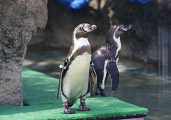 ペンギン