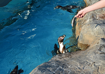 ペンギン