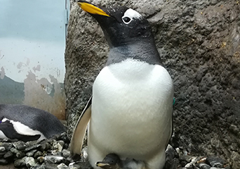 ペンギン