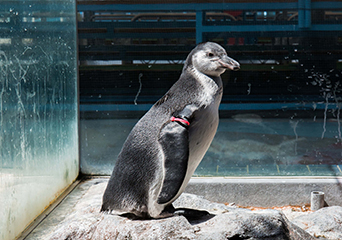 ペンギン