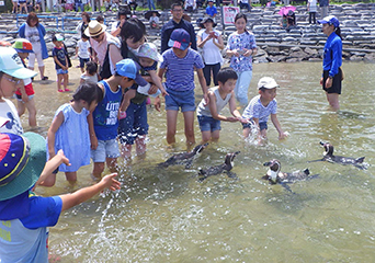 ペンギン