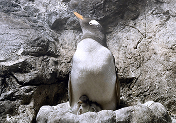 ペンギン