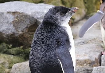 ペンギン