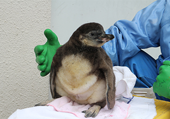 ペンギン