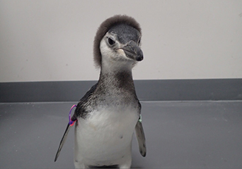 ペンギン