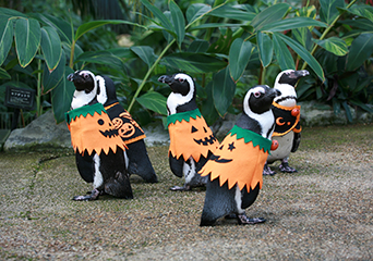 ペンギン