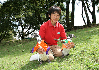 ペンギン