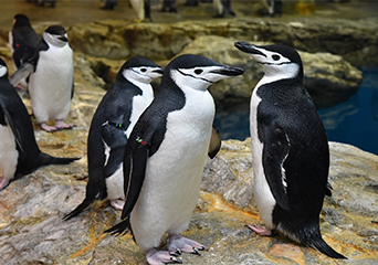 ペンギン