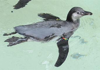 ペンギン
