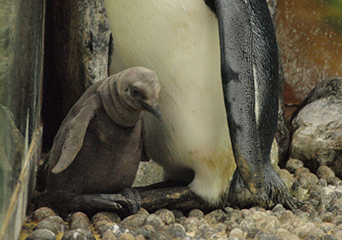 ペンギン