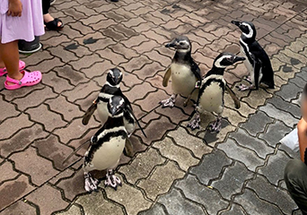 ペンギン