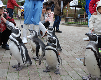ペンギン