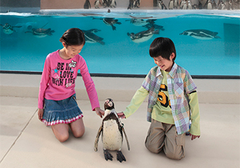 ペンギン