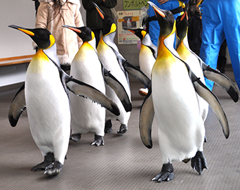 ペンギン