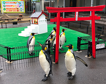ペンギン