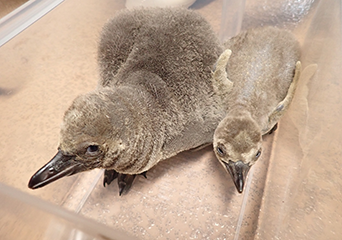 ペンギン