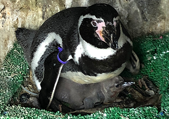 ペンギン