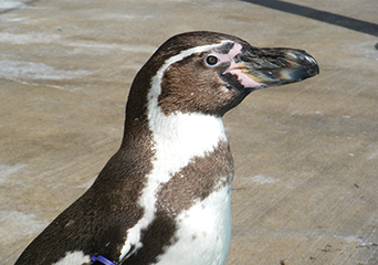 ペンギン