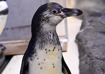 ペンギン