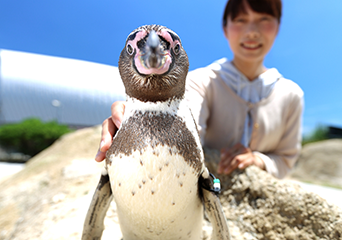 ペンギン