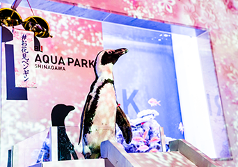 ペンギン