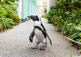 ペンギン
