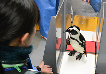 ペンギン