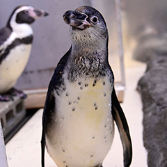 ペンギン