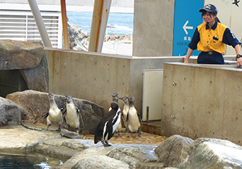 ペンギン