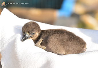 ペンギン