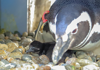 ペンギン