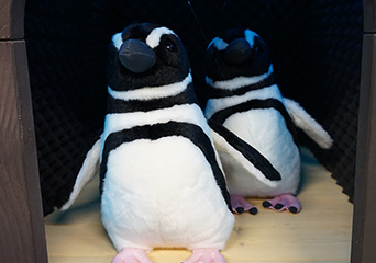 ペンギン