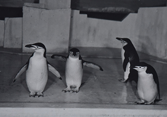 ペンギン