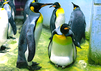 ペンギン