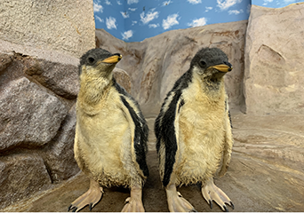 ペンギン