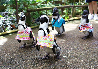 ペンギン