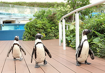 ペンギン
