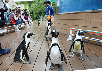 ペンギン