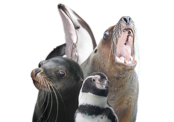 ペンギン