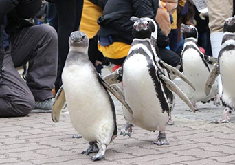 ペンギン