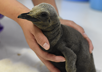 ペンギン