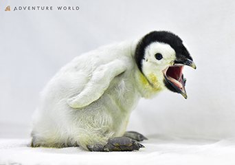 ペンギン