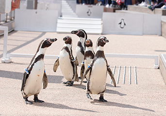 ペンギン